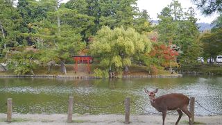 きれいな写真がとれる。
