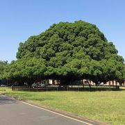 国立成功大学 華語中心 | 台湾留学センター