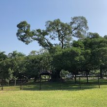 雷に打たれてしまったようです。