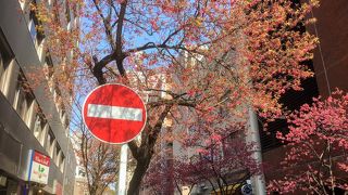 今は寒緋桜が咲いてます