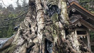 パワースポットのムクの巨木
