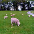 オークランドで羊見るならこちらです！