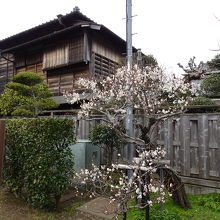 庭園にある梅の木