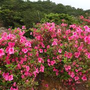 咲き始めだけど、空いてる園内をのんびり