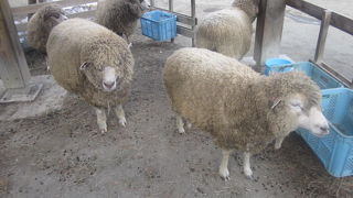 春先の暖かい一日、羊さん達が大活躍でした( ´∀｀ )！