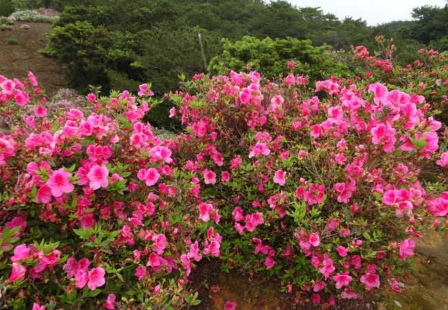 咲き始めだけど、空いてる園内をのんびり