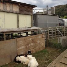 ヤギが飼われているのは自由にみることができます