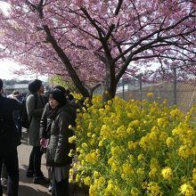 菜の花の黄色と競演