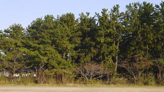 松がたくさん。