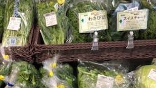 フレッシュな野菜がたくさん