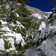 ここから林の中、登りが始まる