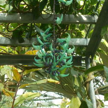 フィリッピン産の「ヒスイカズラ」の水色の花が珍しい。