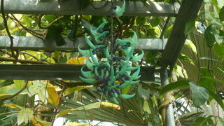 大きな温室で、内部の通路は立体交差