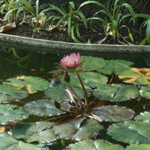 熱帯スイレンは花期が長い