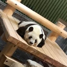 パンダもいます！