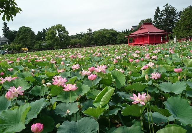 極楽浄土