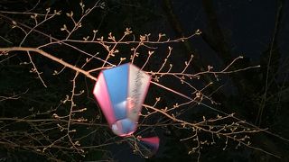 3/21現在、桜の見頃はもう少しという感じです。