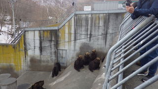 ヒグマとアライグマに餌付けができる