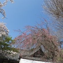 葛原岡神社の枝垂れ桜