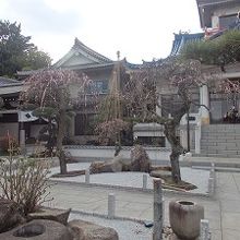 信松院の枝垂れ桜と枯山水の庭