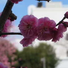 梅の木が1本ありました