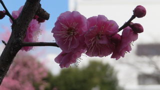 梅の木が1本ありました