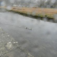 コルン川を泳ぐ鴨