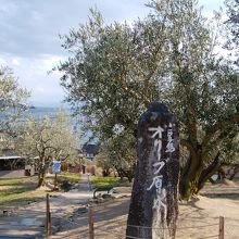 オリーブの木があちこちに