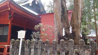 樹齢約1000年の木