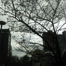 桜が開花