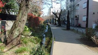   北沢川緑道を歩きました