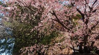 早咲きの桜がある