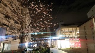 ベンチが多く桜も見られる