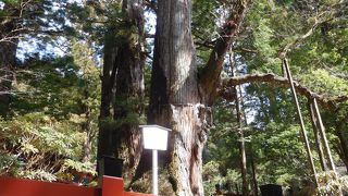 二荒山神社の三大御神木