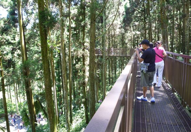 渓頭森林遊楽地の起伏のある所に出来た、木製の橋の散歩道