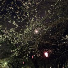 大宮公園、氷川神社の最寄り駅です。