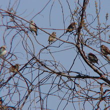 コムクドリの群れ