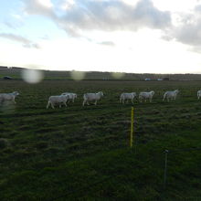 ストーンヘンジ横に羊の群れ