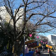 桜の名所ですよ！