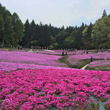 芝桜の風景。