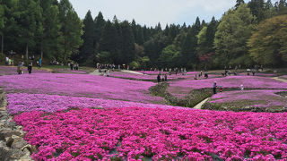 芝桜の名所。