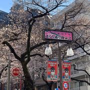 板橋駅東口のさくら通り商栄会の桜並木がいい感じです！