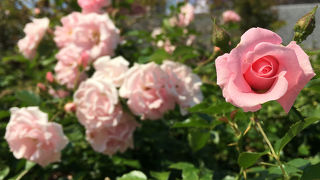 見ごろ時期は圧巻。