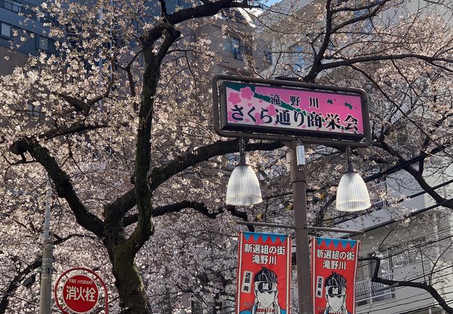 板橋駅東口のさくら通り商栄会の桜並木がいい感じです！