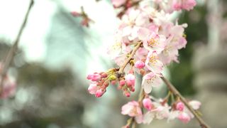 TOKYO桜クルーズ／揺れる木漏れ日 薫る桜坂・・？