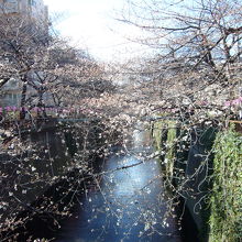 両側から川にせり出した桜が見られるのが目黒川の特徴です