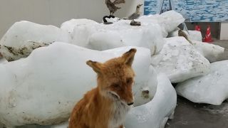 お土産店に併設の極寒スペース