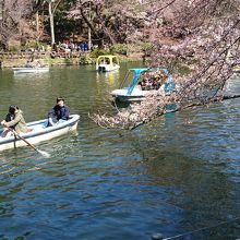 水面に映る桜