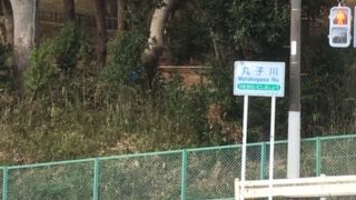 世田谷区を流れる小さな川