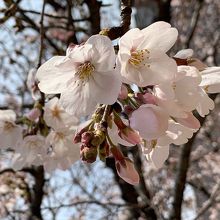 桜開花